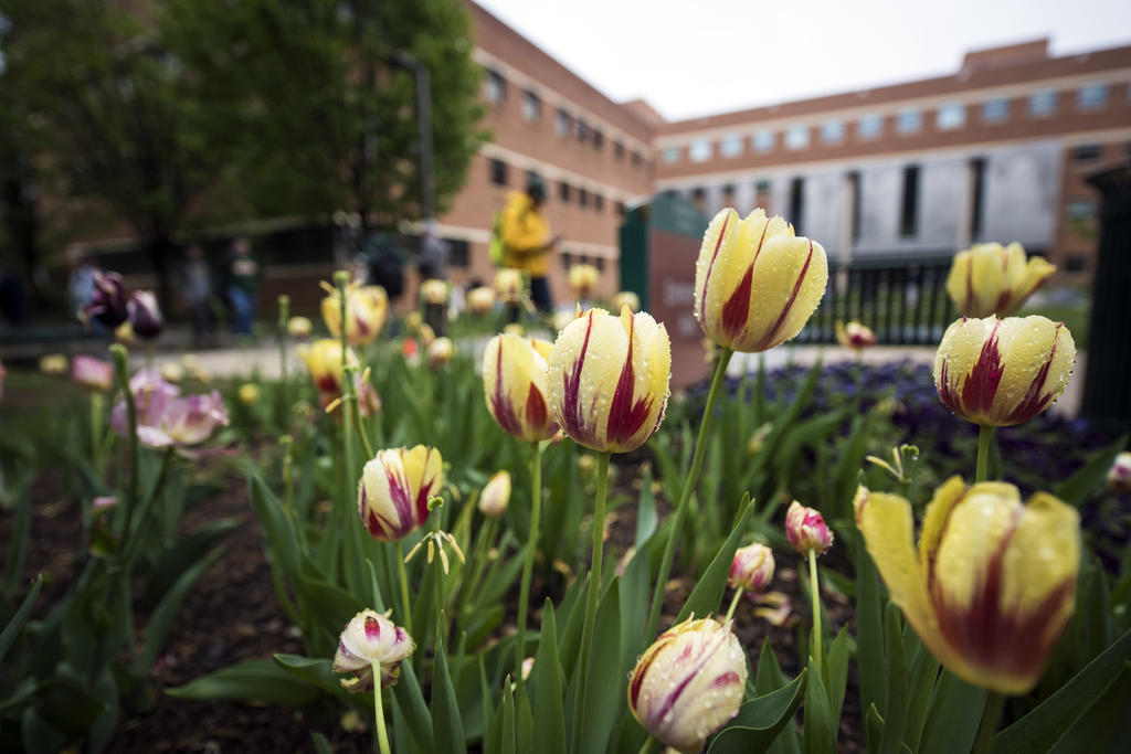 Tulips bloom on the George Mason University Fairfax Campus