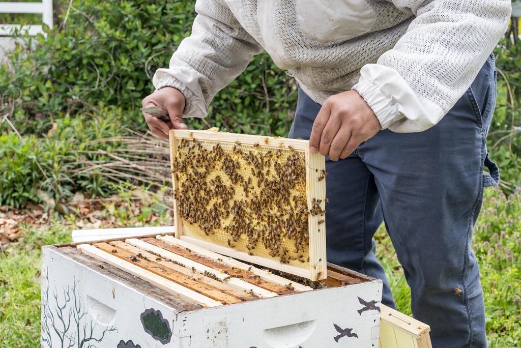 Honey bee apiary